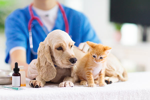 Vet examining dog and cat.